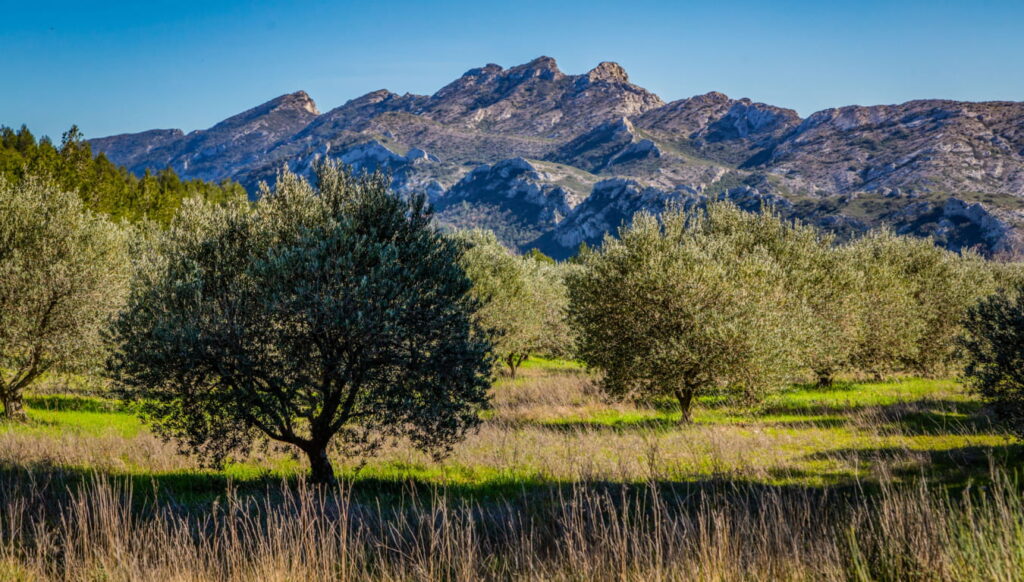 La découverte des Alpilles, et oliviers