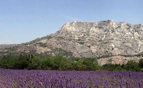 La lavande de Provence